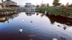 松山市の丈の淵公園でタイムラプス動画。ここの鴨と鯉を見ると、タイムラプス動画撮影をしたくなるのはなぜだ？www