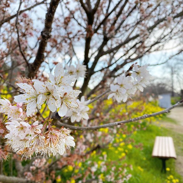 石手川緑地公園の桜。早咲きの品種、名前はわからぬ。もうすでに散りゆく姿がいとあわれ。ソメイヨシノのつぼみはまだまだ堅く閉ざされしまま。さて、今週末に咲くかな？