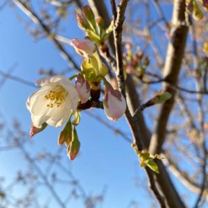 桜探しの旅。今日は東温市。重信川河川敷公園。ほとんどがつぼみだったけど、数輪咲いている樹を発見！まだまだ本格的な開花までには時間がかかりそうです。