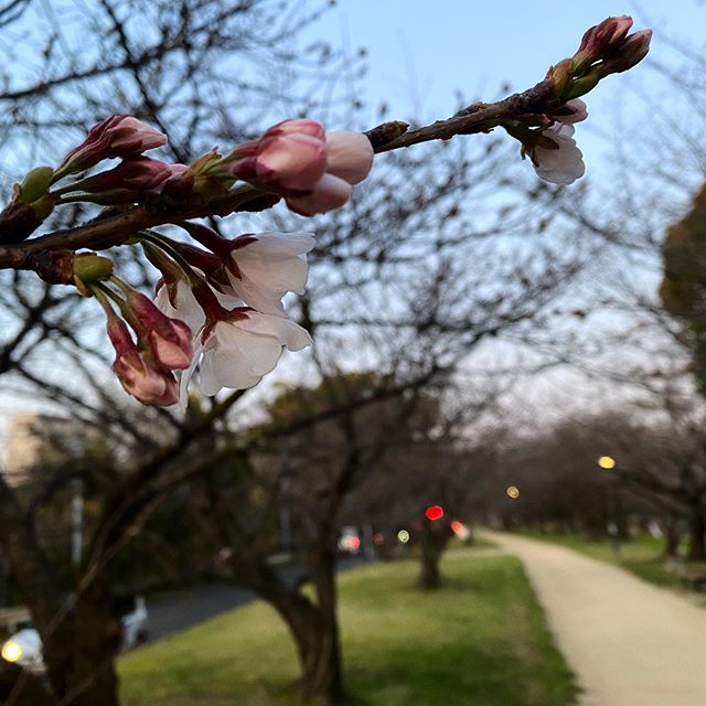 昨日の夕暮れ時の桜。石手川緑地公園も、ようやく咲き始めました。#桜 #松山市 #愛媛県 #石手川緑地公園 #開花