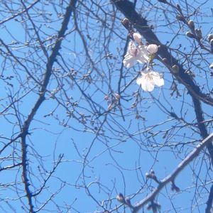 松山市コミュニティーセンターの横の桜、ようやく開花しました－！って言ってもまだこの数輪のみ。今週末にかけて開花が進んで、来週末が見頃？でしょうか。#松山市 #愛媛県 #コミセン #桜 #開花 #ソメイヨシノ #青空 #満開まではほど遠い