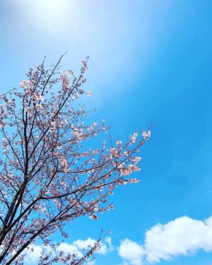 松山城の城山公園の桜。昨日の雨から打って変わった青空に、見事なほど映えてます！開花は3分咲きぐらいかな？#松山城 #松山市 #愛媛県 #桜 #青空
