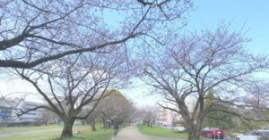 今朝の石手川緑地公園の桜。チャリ通勤しながら動画、撮ってみた。まだまだ5分咲きぐらい、かな？