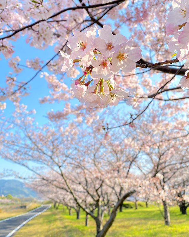 今朝の重信川河川敷。茶房公園の桜。見事に満開ですっっ！