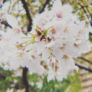 今日のコミセンの桜。企画展示ホール側はまだ五分咲きです。今の時期だけだもん、桜の写真撮れるのは。毎日がんばりますよー。近所の桜ばっかりですけど、ね。