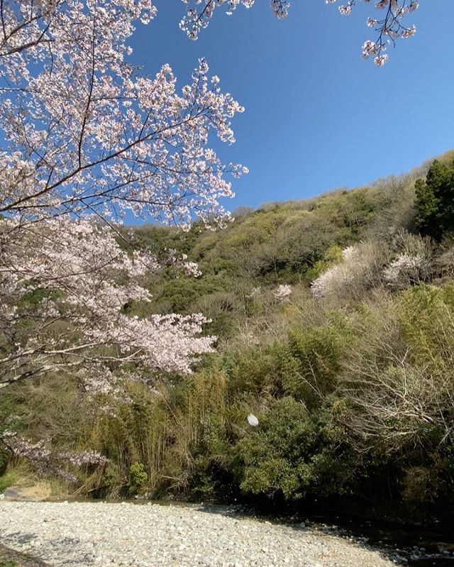 今朝の桜散策。石手川せせらぎ公園の桜。石手川ダムの上流で護岸整備された公園なので、河原まで歩いて遊べる公園。キャンプしている方が多数いらっしゃいました。満開ですが、今日は風が強く吹くため桜吹雪状態にっ！ウグイスの鳴き声も聴けて、いいひとときでした。#愛媛県 #松山市 #石手川 #せせらぎ公園 #桜 #桜吹雪 #満開 #青空