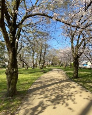 桜咲く石手川公園のチャリ通勤を、タイムラプス撮影してみた。