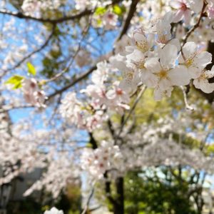 桜。まだまだ満開。外出自粛な方に、少しでも季節の移ろいと春を感じてもらえればいいなぁ。#愛媛県 #松山市 #松山市コミュニティーセンター #桜 #サクラ #満開