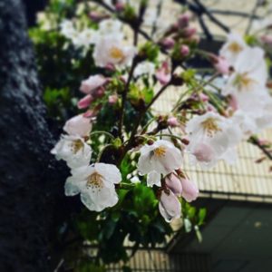 雨の中の桜。少し肌寒いけれど、しっかり咲いてます。#愛媛県 #松山市 #コミセン #松山市コミュニティーセンター #桜 #サクラ #雨 #雨露