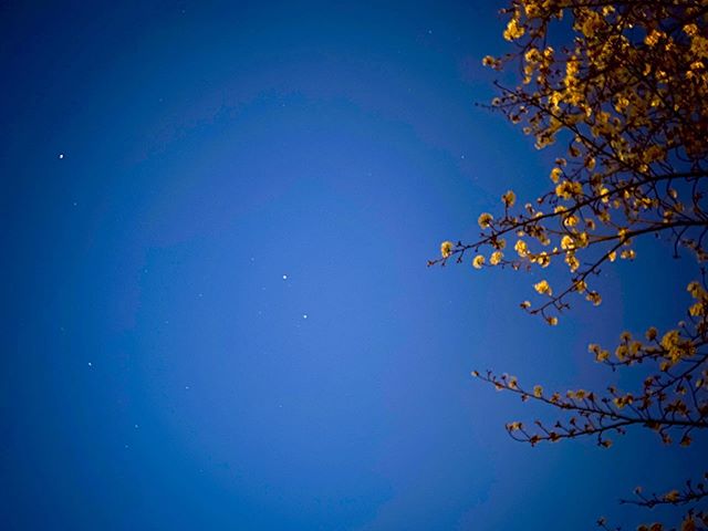 夜桜と星。#愛媛県 #松山市 #石手川公園 #桜 #夜桜 #星 #夜景 #iphone11 #ナイトモード