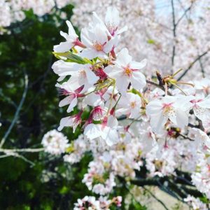 桜ももう終わりだねー。まだだ！まだ終わらんよっ！まだ職場近くの桜は満開のものもあるっ！まだまだ愛でられるっ！週末も桜散策、楽しみたいっすねぇ。#愛媛県 #松山市 #桜 #満開 #散りはじめ #まだまだ楽しめる