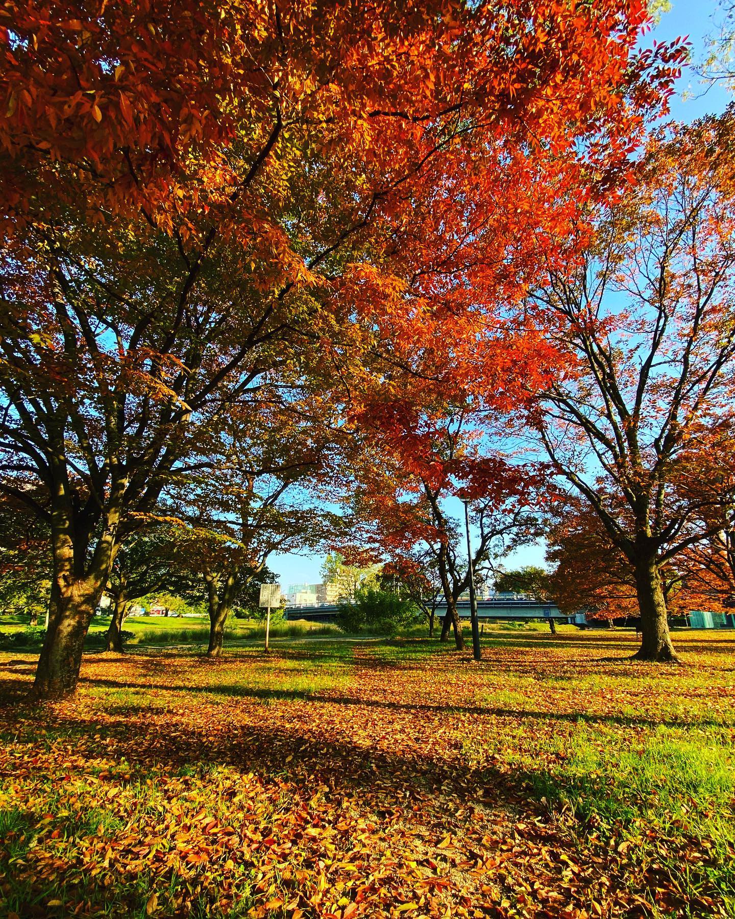 今朝の石手川緑地公園。すっかり秋模様。