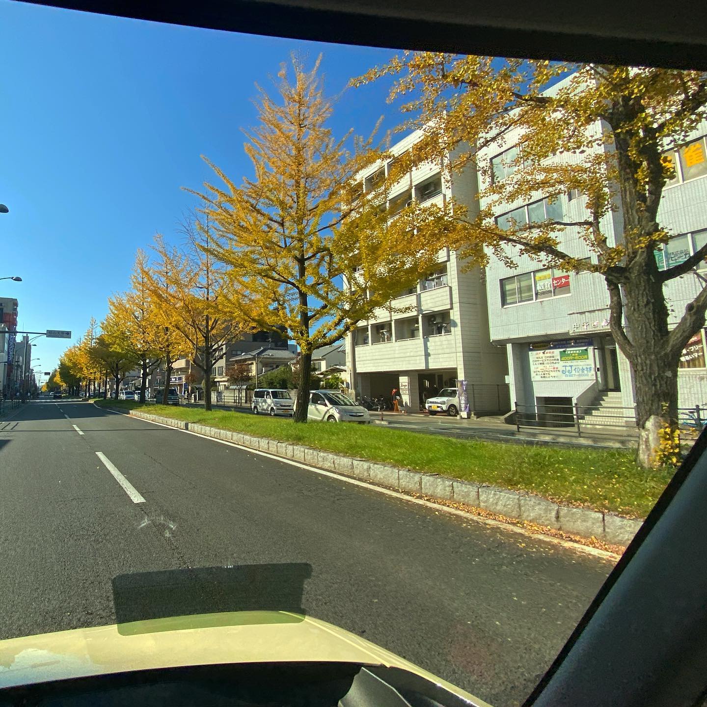 平和通りの車窓から。色づき始めた銀杏並木。