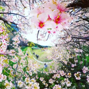 季節はずれの桜？が咲いてた！ので全天球カメラで撮影して加工してみた。フラワーチューブ、ぽいかな？#flowertube