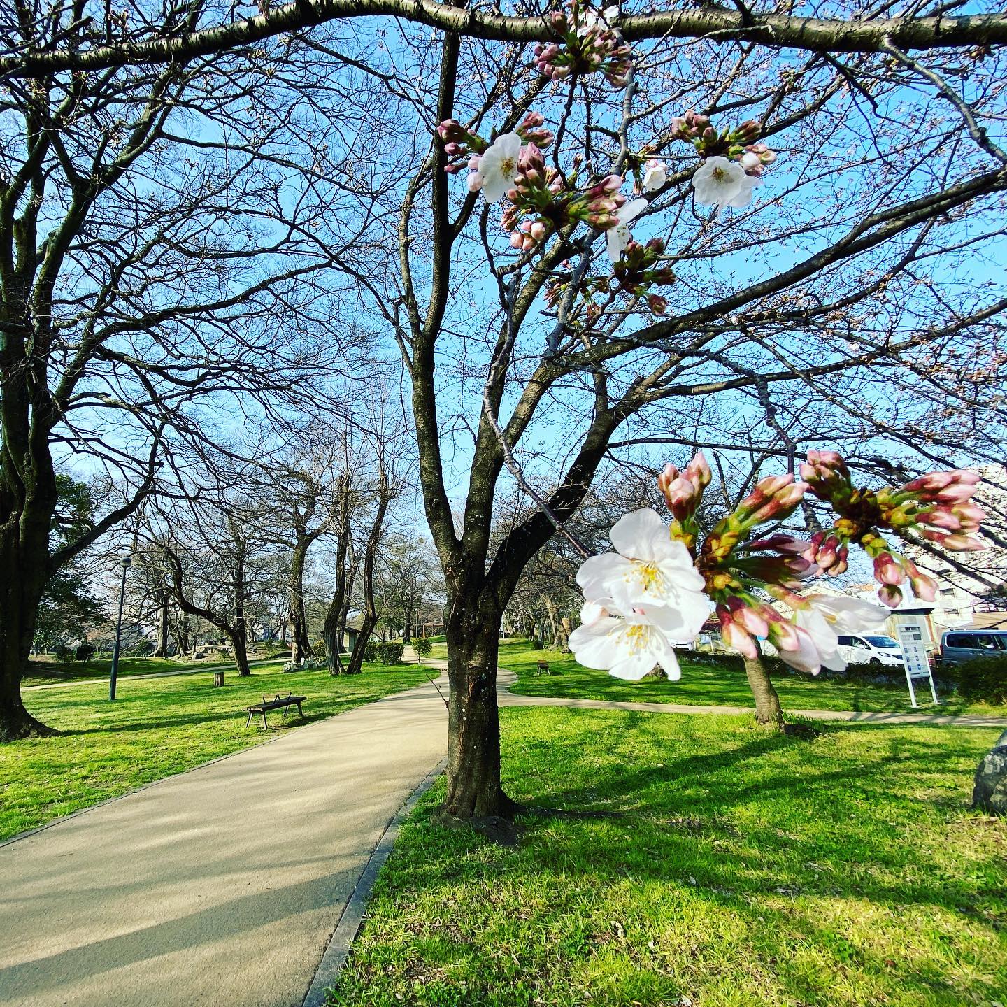 今日（2021/3/19）のサクラ@松山市石手川緑地公園0.5分咲き。ほとんどがまだつぼみ。早めに咲く樹からチラホラ咲き始めた様子。