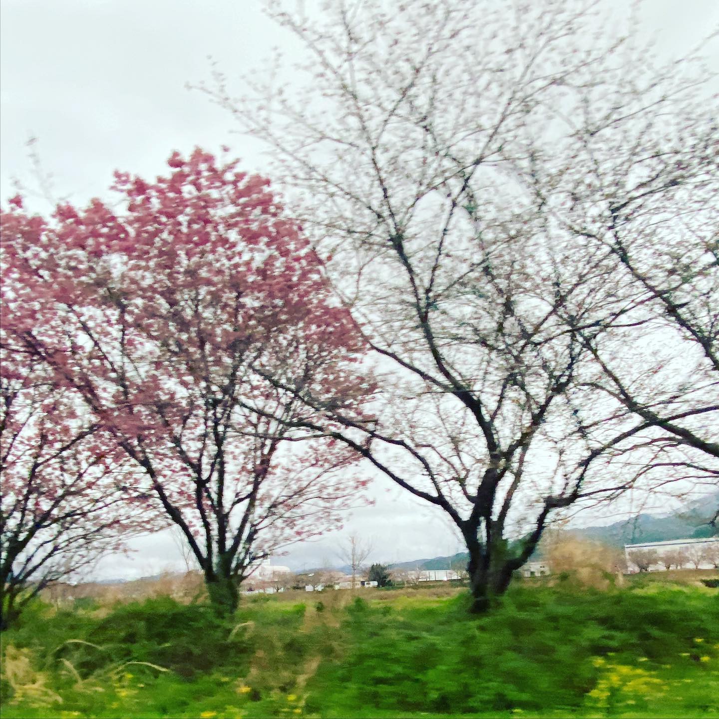 今日（2021/3/21）の桜@東温市見奈良重信川河川敷消防署側の早咲き桜（陽光？）はほぼ満開。対岸のふれあい広場や茶堂公園のソメイヨシノは、1分咲きぐらい。次の土日が見頃ですね。#サクラ #東温市 #重信川