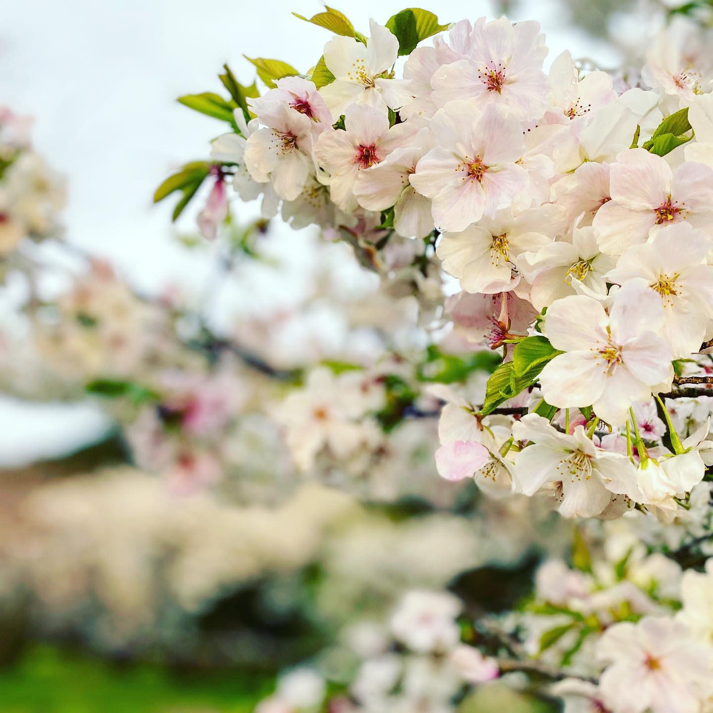 今日（2021/3/21）のサクラ　パート2@東温市見奈良某所こちらの桜は早くも満開のモノが数本。菜の花と一緒に咲いている樹もあり、雨上がり＆日没寸前で条件はよろしくない中でも、十分に桜の美しさを堪能できましたこちらも一週間後が楽しみです。#さくら #東温市 #見奈良 #菜の花 #桜 #空撮 #ドローン #ドローン撮影 #ドローン花見 #空撮動画 #mavicmini