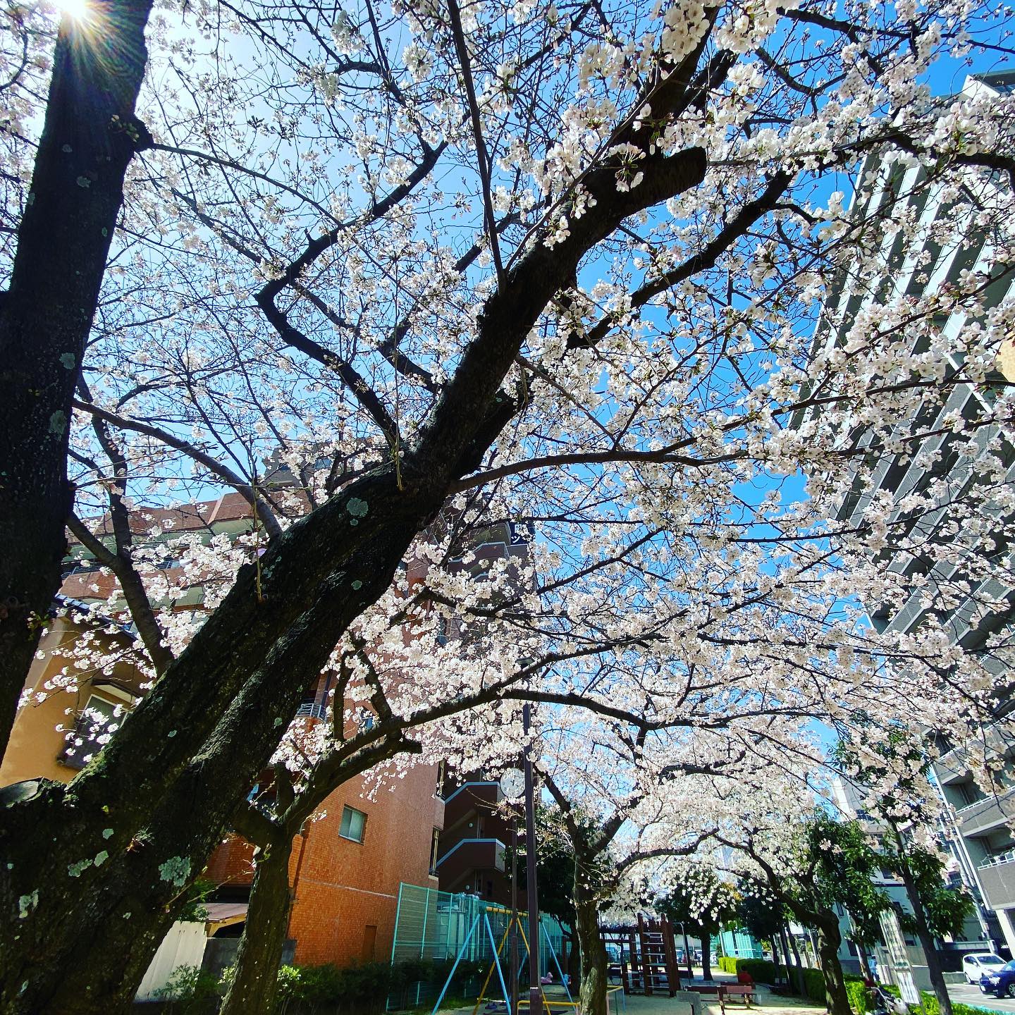 今日（2021/3/23）のサクラ。@松山市幸町公園住宅にの中にある小さな公園の桜はすでに満開！です。#松山市 #桜 #サクラ #満開 #満開の桜 #公園 #青空