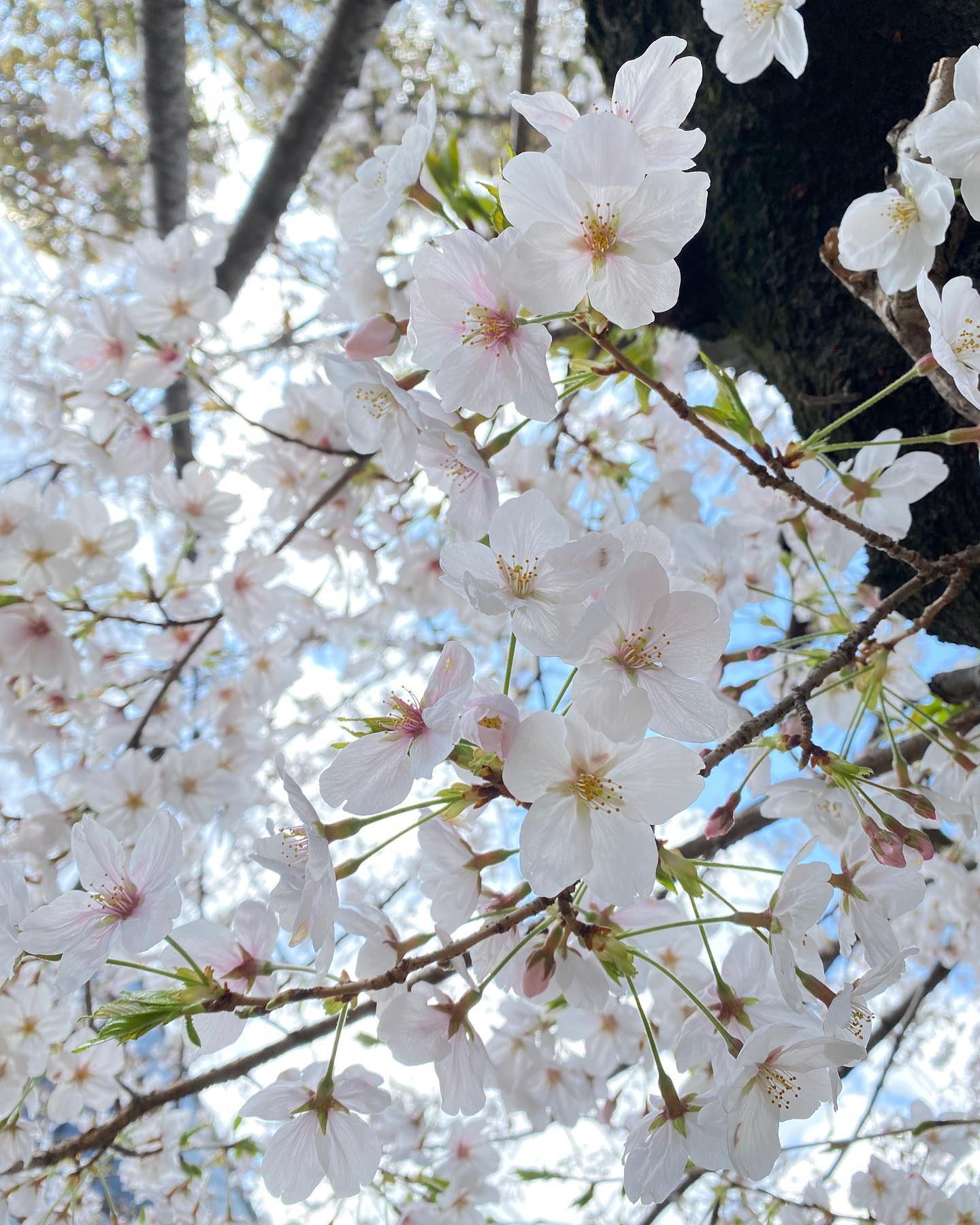 今日（2021/3/25）の桜。@松山市コミュニティセンター朝の雨が何だったの？というぐらいの、青空が広がっているお昼。桜の花は、やっぱり青空がよく映えますねぇ。#桜 #サクラ #松山市 #青空 #満開