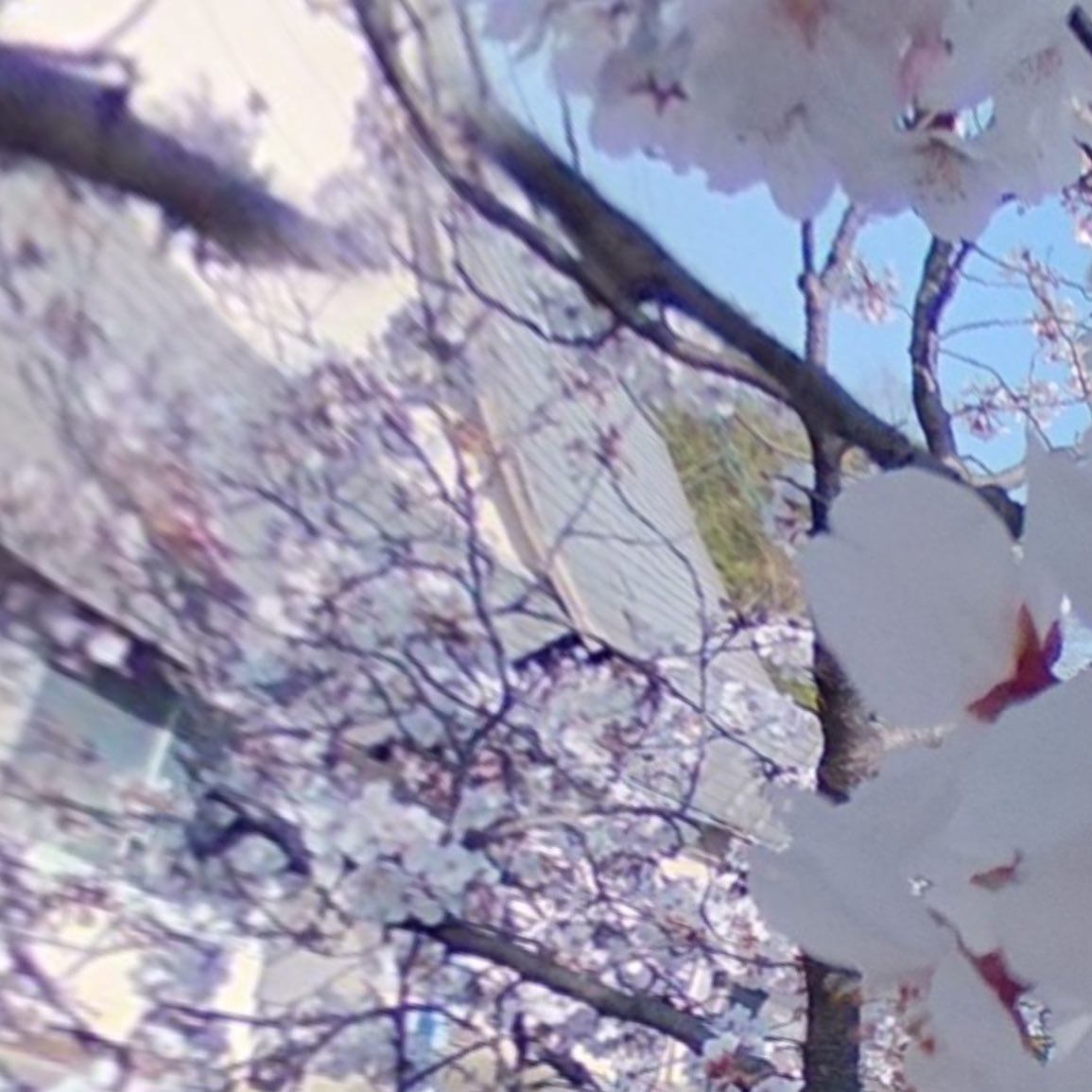 今日（2021/3/26）の桜。@東温市隻手薬師にて。全天球カメラで撮影した写真を切り出したパノラマ写真をさらに分割して複数枚写真にしたの図。右にフリックすれば連続で見えるはず、です。風も穏やかでいい天気です。明日も晴れるといいな。#さくら #桜 #サクラ #東温市 #隻手薬師 #青空 #theta #パノラマ