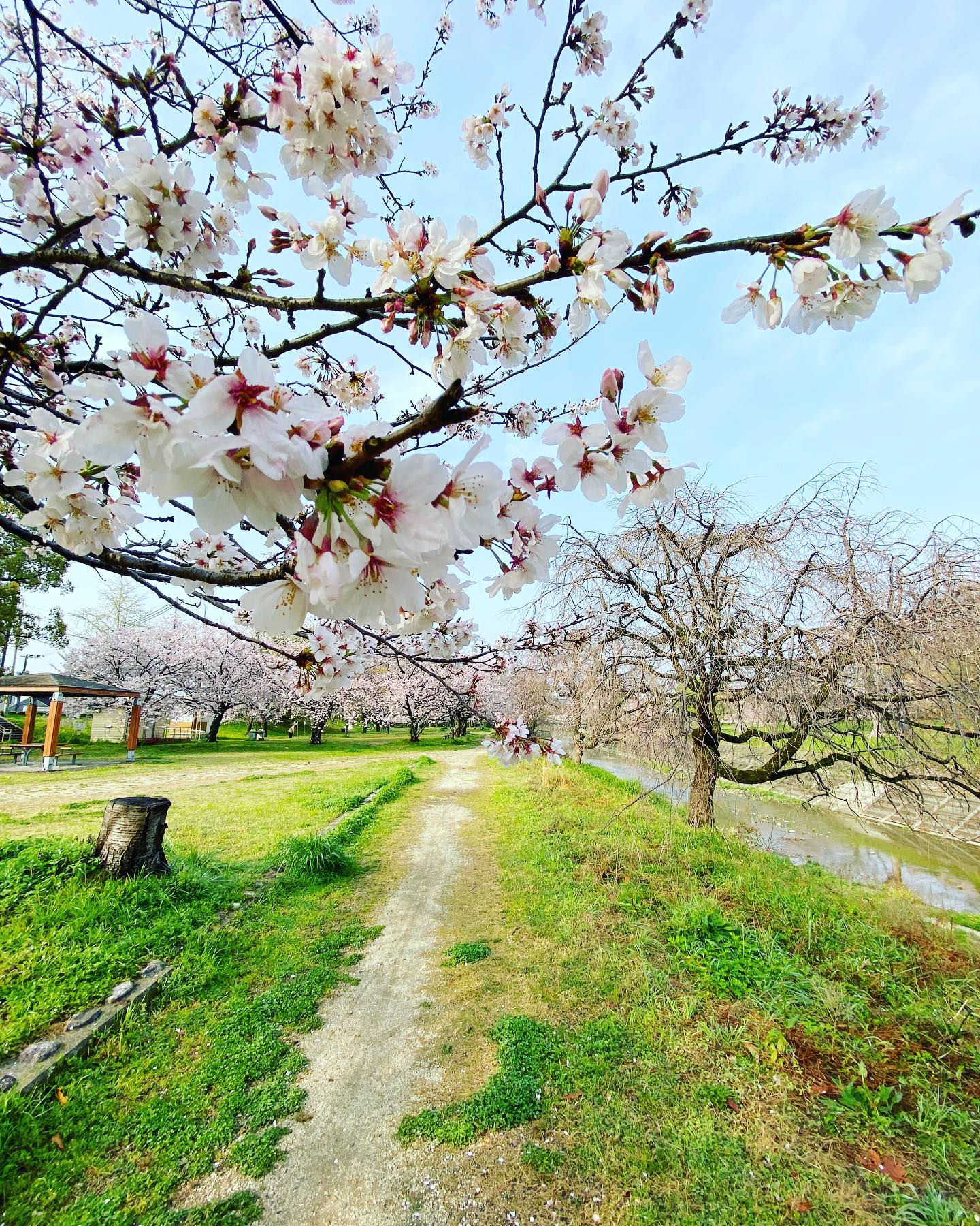 今日（20210329）のサクラ。@松山市石手川緑地公園南側昨日の雨風に耐えて、まだ満開を保っています。少し散ってしまった花もあるけれど、数日はきれいな姿が楽しめそう。そして、今週末はまた雨予報…。#サクラ #桜 #満開 #松山市 #石手川公園