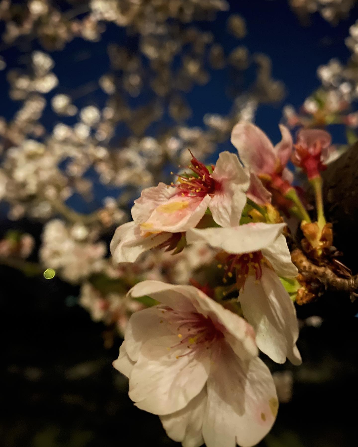 今日（20210401）の桜。@石手川緑地公園街灯に照らされた夜桜を、ナイトモードで長時間露光。散り始めた花弁もいとおかし。土曜日まで楽しめそうで良かったねぇ。#桜 #サクラ #夜桜 #夜桜ライトアップ #松山市 #石手川公園 #ナイトモード #iphone11