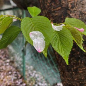 今日（20210404）の桜。@松山市朝から降り続く雨。時に烈しく時に穏やかに。残念ながら無情の雨粒が満開の桜の花弁を落としてゆく。水に打たれて舞い落ちた花びらの姿もいとおかし。#松山市 #桜 #サクラ #雨 #花弁 #花びら #無情の雨 #散りゆく桜 #花見もそろそろ終わりかな