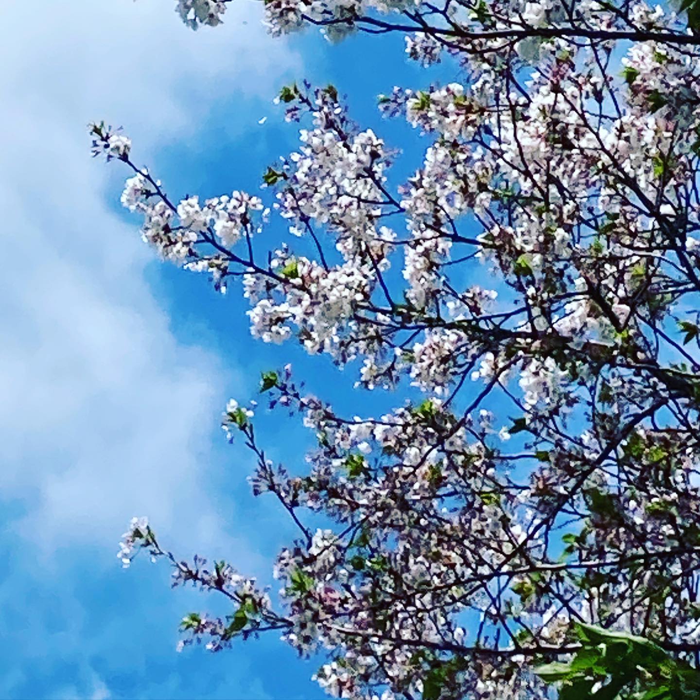 今日（20210405）の桜。@松山市幸町公園昨日の雨に加えて今日は強風。咲いているサクラを探す方が難しくなりました。ご、樹の上の方はまだ健在。しかし、時折吹く風にあおられ、花びらが舞いとびます。今年のサクラもそろそろ見納め、ですね。#松山市 #サクラ #桜 #青空 #舞う花びら