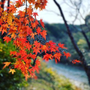 近くの紅葉を探す旅。石手川上流の公園や景勝地を、お散歩がてら巡り巡ってしこたま写真を撮りました。いやぁ、楽しかった。