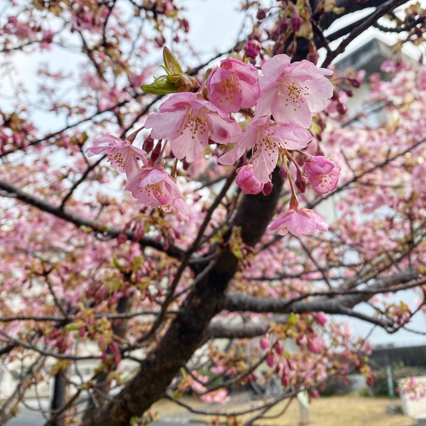 昨日今日と、お仕事で愛媛大学にお邪魔してました。朝早く集合してのお仕事で、眠い目をこすりつつ移動していたら、学内に桜が咲いているのを発見！ソメイヨシノとは違う早咲き桜な品種と思いますが、キレイに咲いてました！あぁ、春はもうすぐそこまで来てるのですね、どうりで鼻がむずがゆく目がかゆいはずだ（それな）。