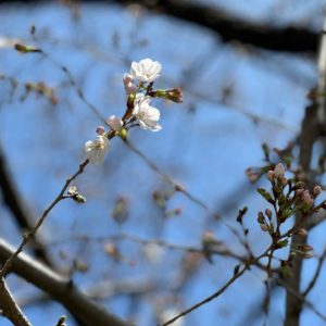 会社近くの桜の花。もうすっかり春ですなぁ。#桜 #ソメイヨシノ #開花 #松山市 #愛媛県 #もうすぐお花見の季節