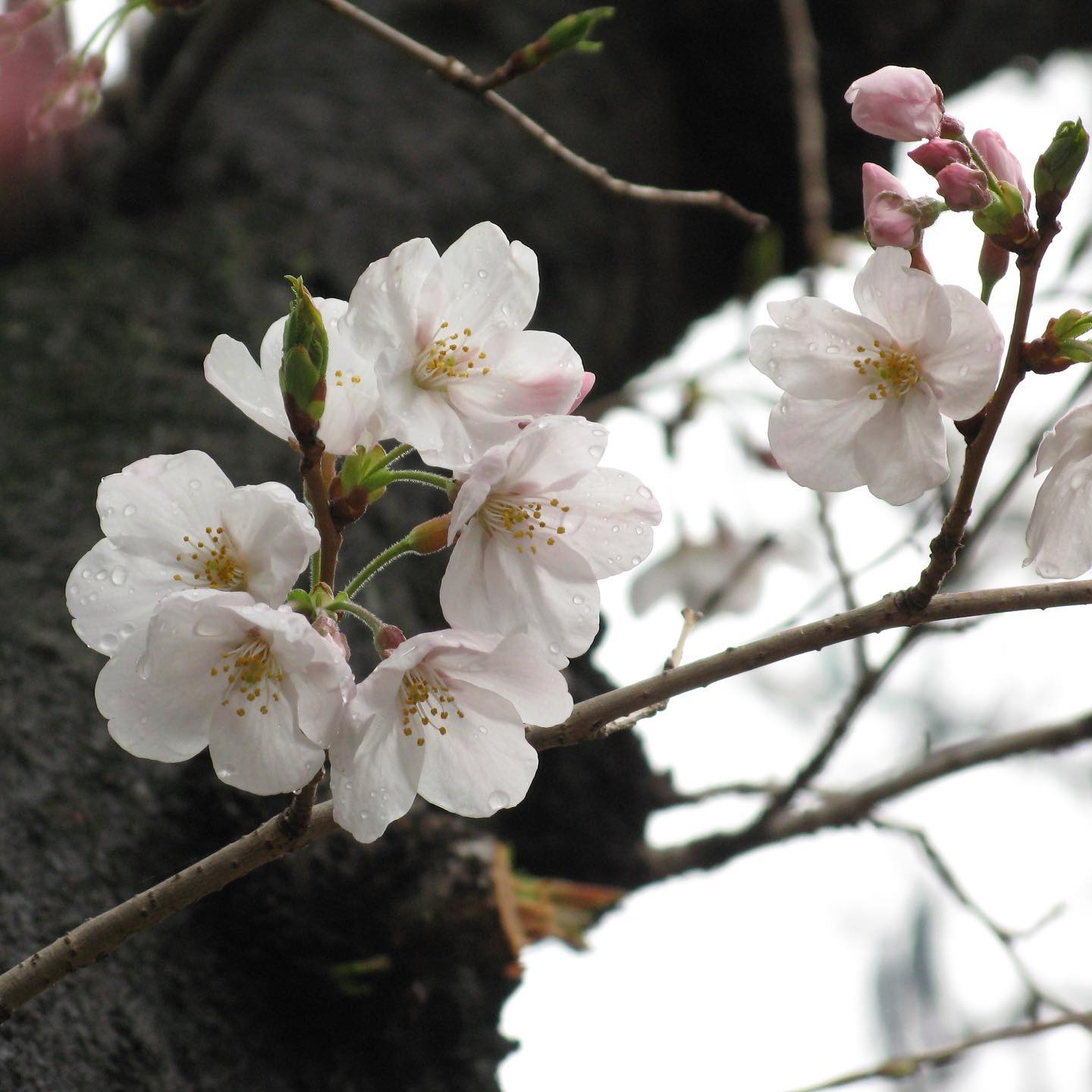 古いデジカメ引っ張り出して、桜の撮影してみた。なかなかうまくピントが合わないけど、さすがは往年の高級機種。それなりに、いい描写しますねぇ。#愛媛県 #松山市 #桜 #さくら #サクラ #雨上がり #オールドコンデジ #canon #powershotg7