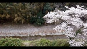 今日の桜めぐり（3/25）。石手川上流のせせらぎ公園。山間の公園ですが、すっかり満開でした。利用者も少なく、久々にゆっくりのんびりできました。#松山市 #愛媛県#桜 #サクラ #さくら #満開 #石手川 #せせらぎ公園 #ドローン #ドローン空撮 #mavicmini #iphone14pro