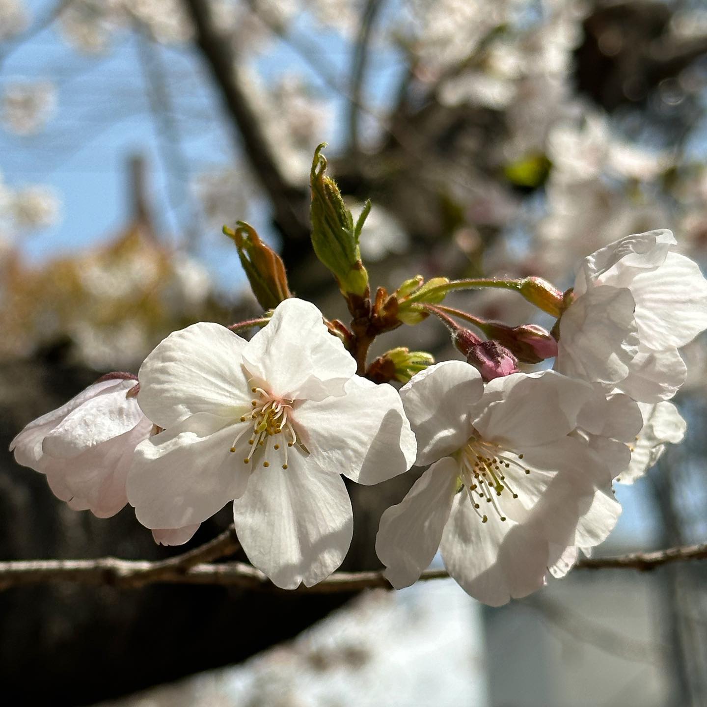 今日（3/27）の桜めぐり。松山市コミセン子ども館南側の桜の木。かなり満開に近づいた様子。#愛媛県#松山市 #桜 #サクラ #さくら #コミセン #青空 #満開間近