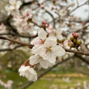 今日（3/26）の桜めぐり。雨上がりの石手川緑地公園の桜。5分咲きかな？昨日今日の雨にも負けず、しっかり花が咲いてくれてます。公園の駐車場も、通年3/31までは夕方6時で施錠なんですが、4月中旬までは朝6時施錠に特別措置で開放されてます。#愛媛県 #松山市 #石手川緑地公園 #桜 #サクラ #さくら #5分咲き #雨上がり