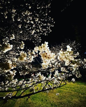 今日（3/27）の桜めぐり、夜桜編。石手川緑地公園の街灯に照らされる桜を撮影してきましたー。しばらくは、夜の帰宅時も花見が楽しめますねぇ。#愛媛県 #松山市 #石手川緑地公園 #桜 #さくら#サクラ#夜桜 #夜桜ライトアップ #iphone14pro