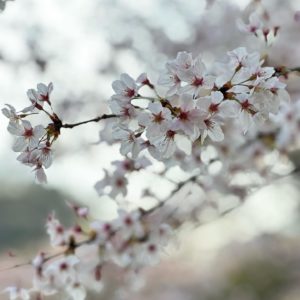 今日の桜めぐり（4/2）その2東温市山之内農村公園キャンプ場の桜。キャンプは休業中ですが、ちょっとお邪魔して桜を堪能。散り始めではありますが、もう少しだけ楽しめそうです。#愛媛県 #東温市 #桜 #サクラ #さくら #山之内農村公園キャンプ場 #満開 #散り始め