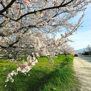 今日の桜めぐり（4/2）。東温市重信川沿いの桜並木。ばっちり満開。今日は風が強いので、少し舞い散る花弁が多め。それはそれで良きかな。#愛媛県 #東温市 #桜 #サクラ #さくら #満開 #重信川 #桜並木 #青空