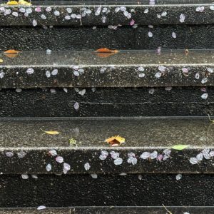 今日の桜めぐり（4/7）。いやもう、雨ですよ雨。しっかり降り続く雨のおかげで、桜は見事にちってます。まぁそのおかげで舞い落ちた花弁が色々な場面を彩ってくれるのも、またよしとしましょう。#桜 #サクラ#さくら#愛媛県 #松山市 #雨 #花びら