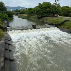 石手川ダム放流中なのか、濁流ですなぁ。