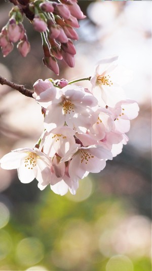 桜が満開で見頃ですにゃぁ。