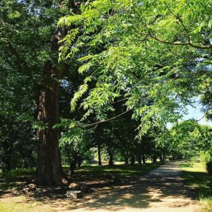 新緑映える、朝の石手川公園。さぁ、6月の始まりですよ！うわぁ、2018年、もうすぐ半分終わるのかよぉぉぉwww