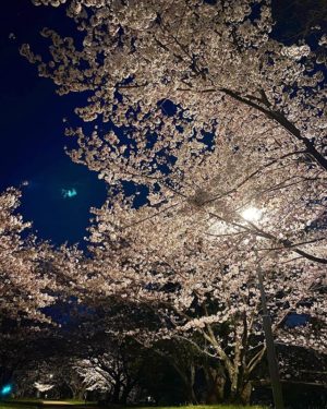 夜の石手川公園。夜桜お七は出てきませんでした。#愛媛県 #松山市 #石手川公園 #桜 #夜桜 #夜桜ライトアップ #iphone11 #ナイトモード
